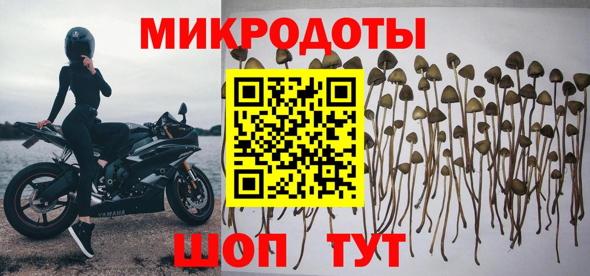 Псилоцибиновые грибы Psilocybe Бугуруслан